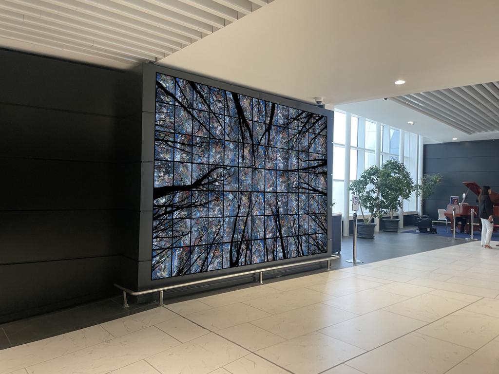 Digital art installation projecting on a large screen the image of intertwined tree branches against a bright blue sky.