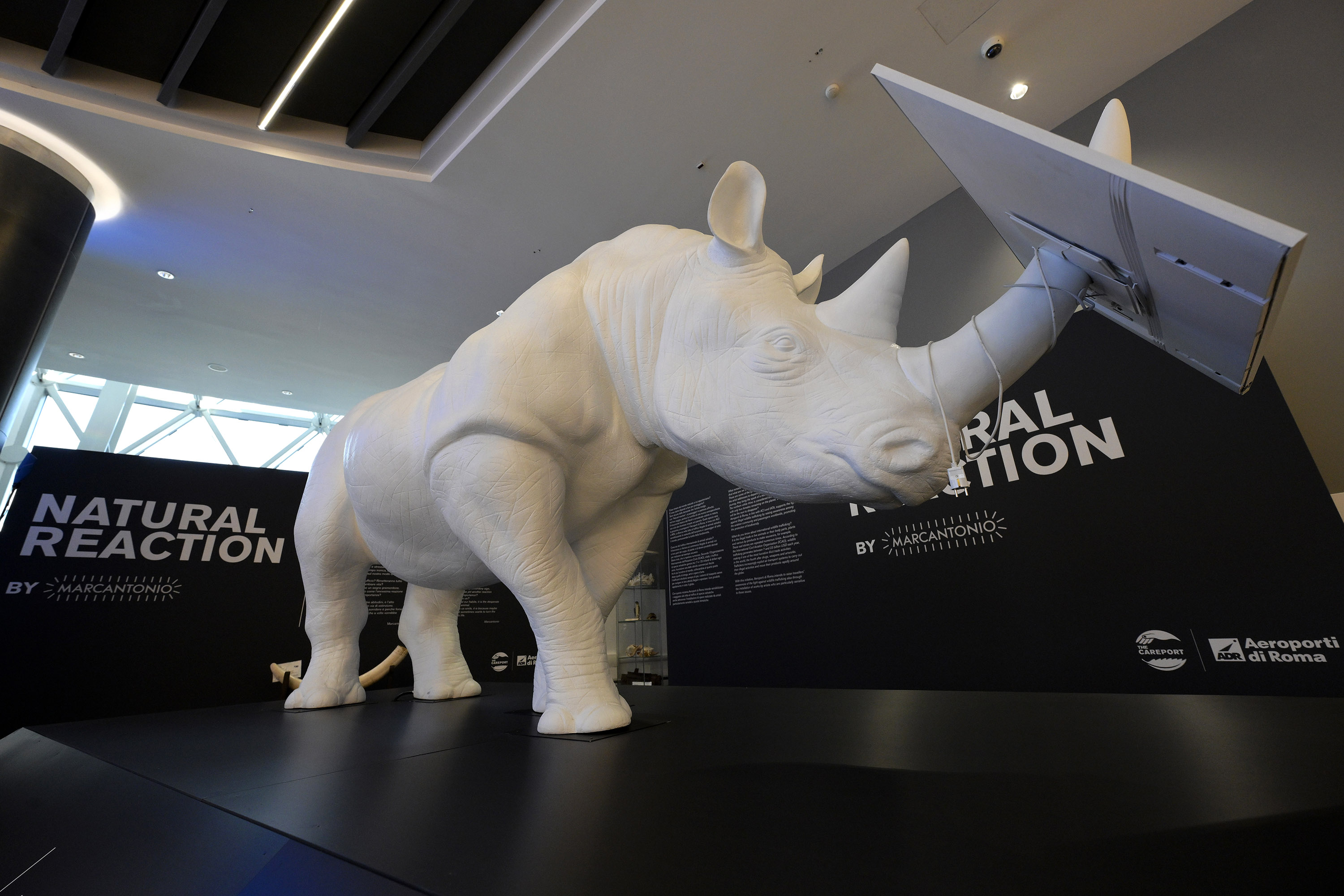 White rhinoceros